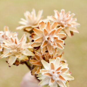 Dried natural plumosum flowers