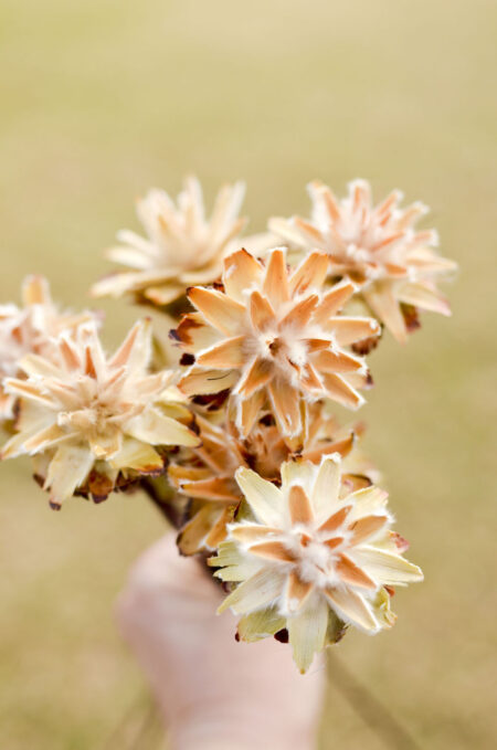 Dried natural plumosum flowers