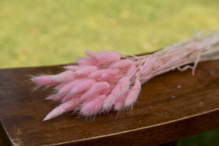 Bunch of dried pink bunny tails
