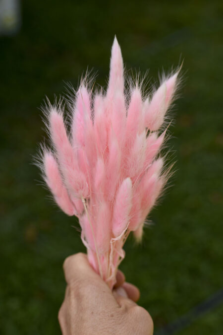 Bunch of dried pink bunny tails