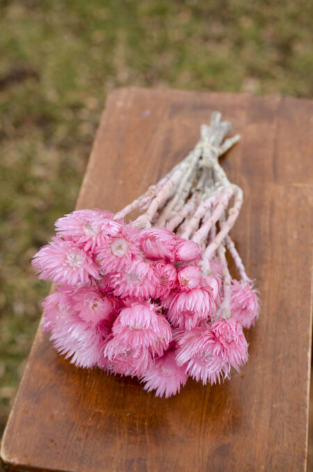 Bunch of preserved pink everlasting flowers