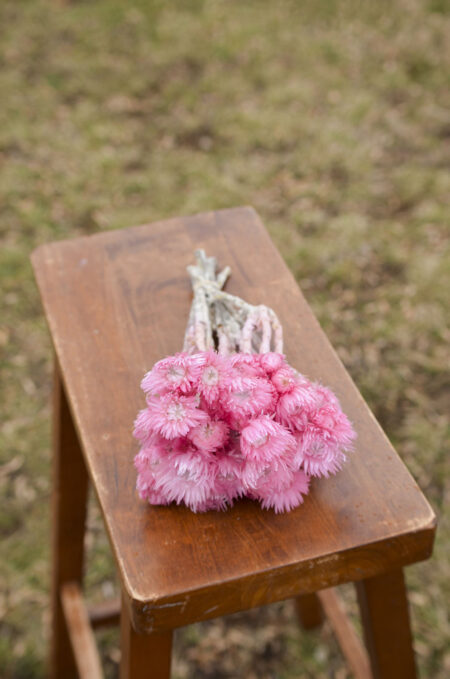 Bunch of preserved pink everlasting flowers