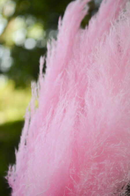 Preserved and dyed pink pampas grass by the stem