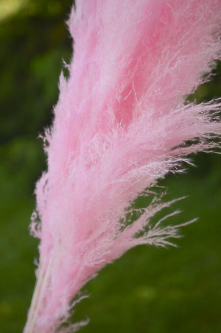 Preserved and dyed pink pampas grass by the stem