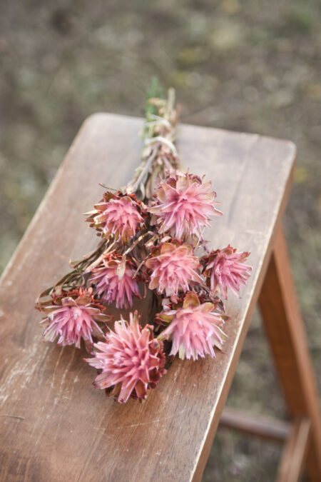 Bunch of preserved pink-punch plumosum flowers