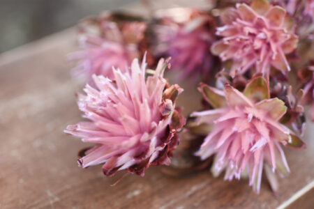 Bunch of preserved pink-punch plumosum flowers