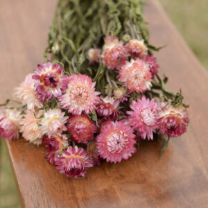 Dried bunch of pink strawflowers