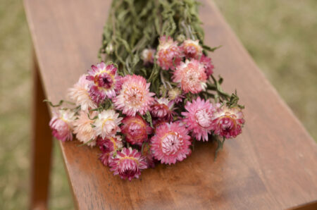 Dried bunch of pink strawflowers