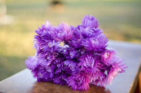 Bunch of preserved purple-orchid everlasting flowers