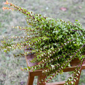 Bunch of fresh red huck branches