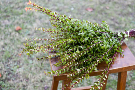 Bunch of fresh red huck branches