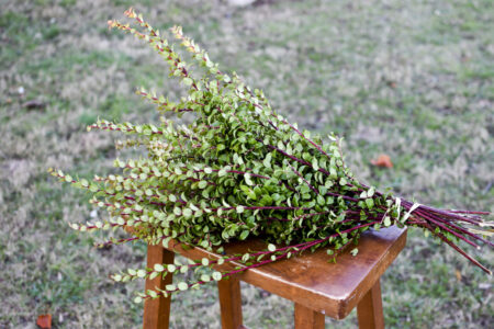 Bunch of fresh red huck branches