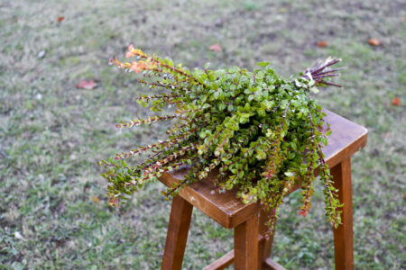 Bunch of fresh red huck branches