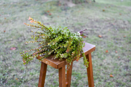 Bunch of fresh red huck branches