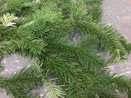 Bunch of fresh silver fir tips