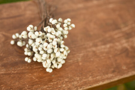 Bunch of dried natural tallow berries