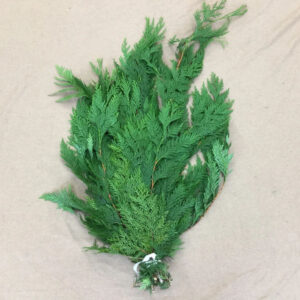Bunch of fresh white cedar