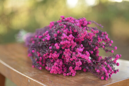 Bunch of preserved raspberry-pink phylica