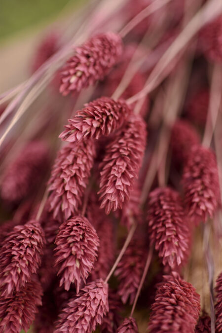 Bunch of preserved mauve-pink phalaris grass