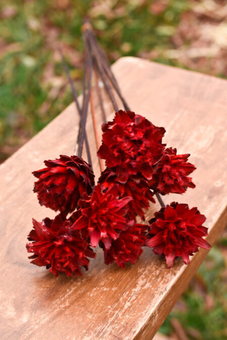 Bunch of dyed red plumosum flowers
