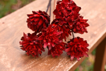 Bunch of dyed red plumosum flowers