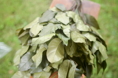 Bunch of olive-green lemon leaf (salal)