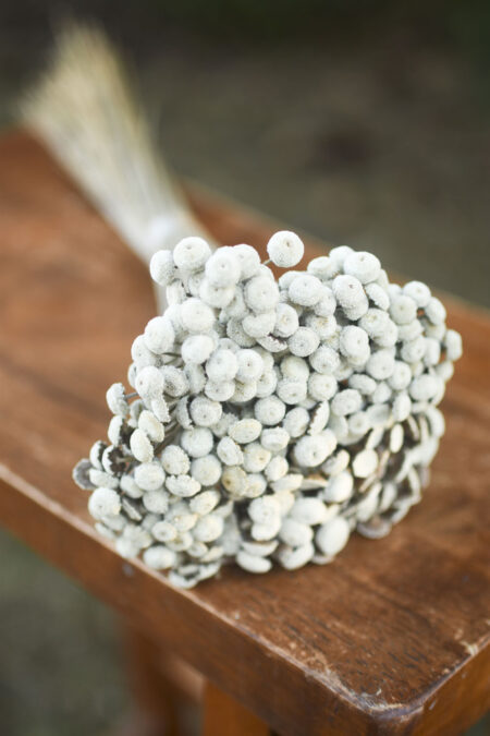 Bunch of dried white button flowers