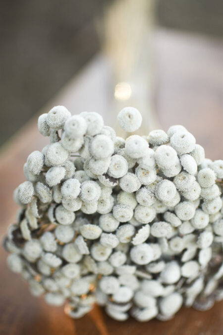 Bunch of dried white button flowers