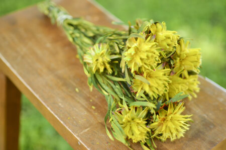 Bunch of preserved yellow plumosum flowers