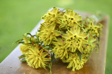 Bunch of preserved yellow plumosum flowers