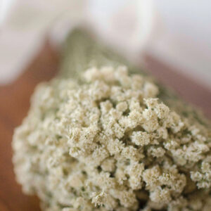 Bunch of dried pearl yarrow