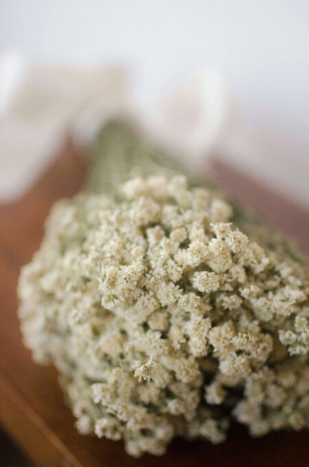 Bunch of dried pearl yarrow