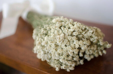 Bunch of dried pearl yarrow