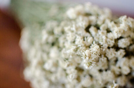 Bunch of dried pearl yarrow