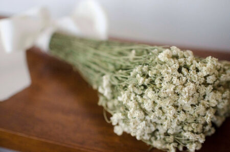 Bunch of dried pearl yarrow