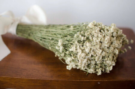 Bunch of dried pearl yarrow