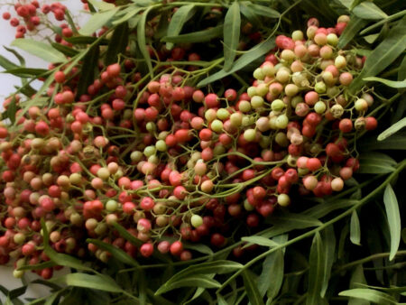 Bunch of fresh pepper berries