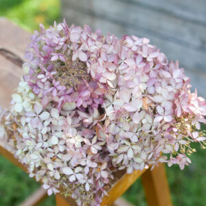 Bunch of dried garden hydrangeas