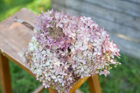 Bunch of dried garden hydrangeas