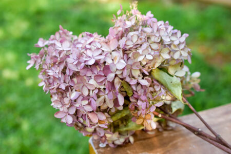 Bunch of dried garden hydrangeas