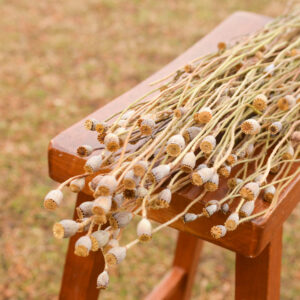 Bunch of natural dried poppy pods