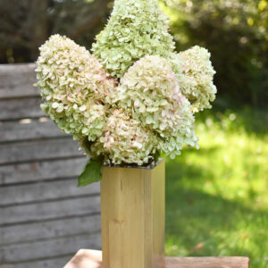 Bunch of dried limelight hydrangeas