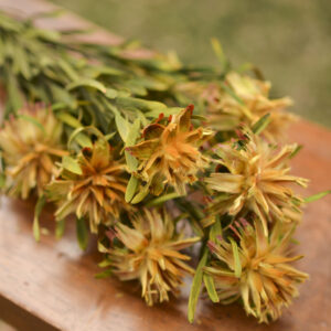 Bunch of preserved aspen-gold plumosum flowers