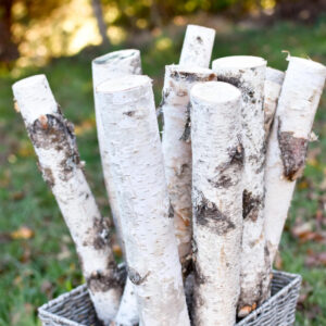 Natural birch poles
